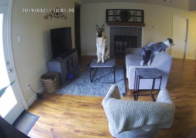 pets-preatector Home security cameras
